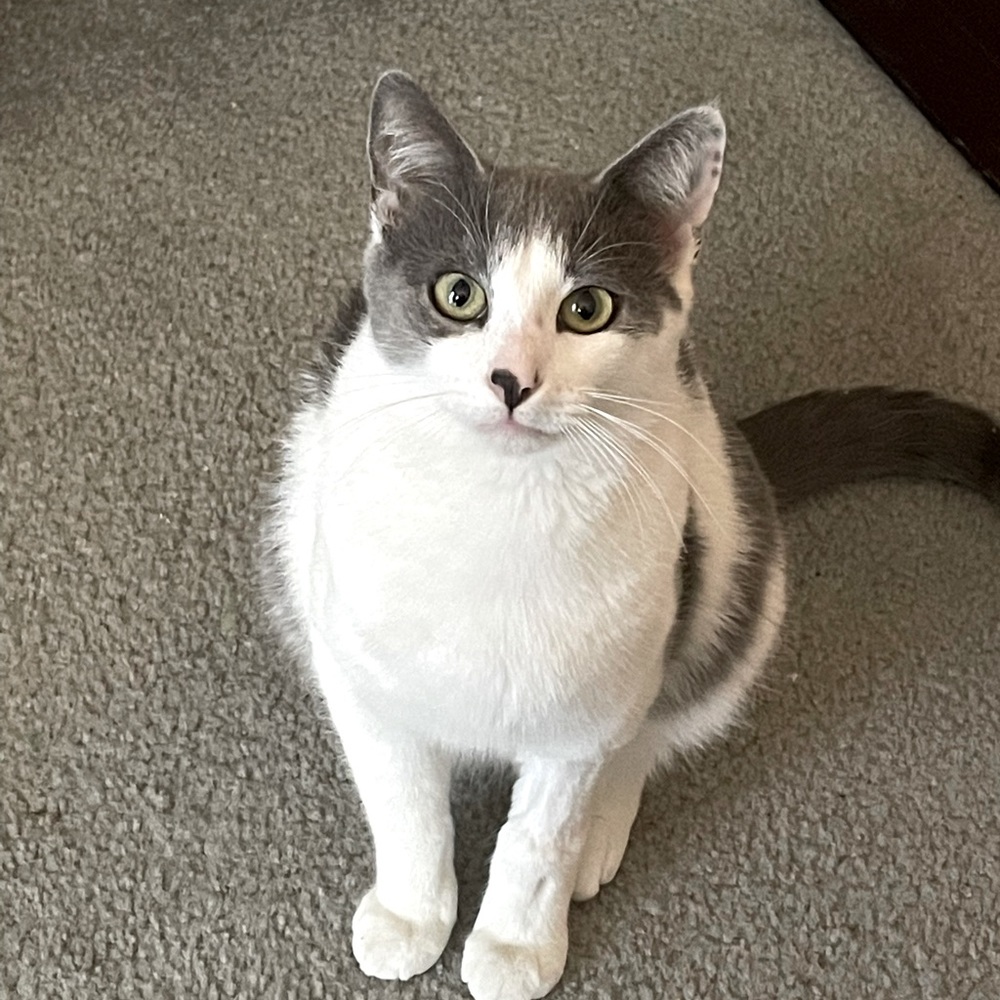 Meet PosherPapillon